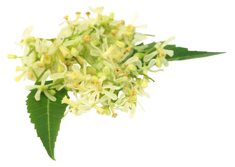 Medicinal neem leaves and flower - 574638936