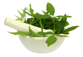 Vitex Negundo wtih mortar and pestle