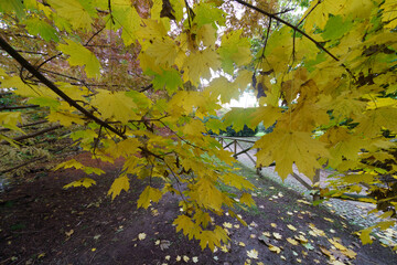 Sempione park in Milan at fall
