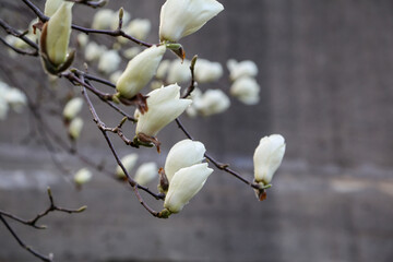 満開のハクモクレンの花