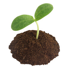 Pumpkin seedling on soil
