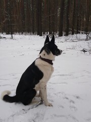 dog in snow