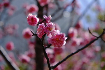 cherry blossom