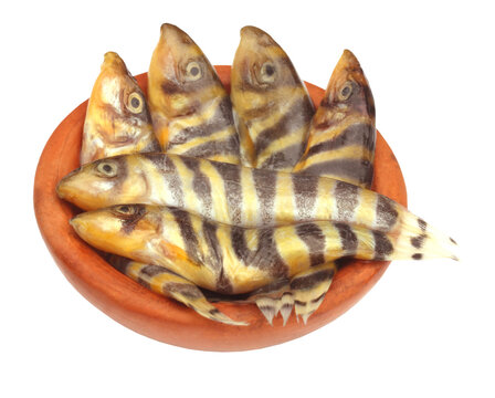Botia Dario or Rani Fish