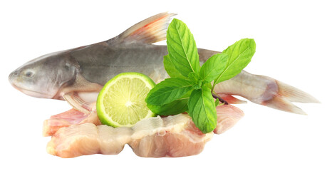 Rita fish of Southern Asia