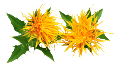Close up of safflowers