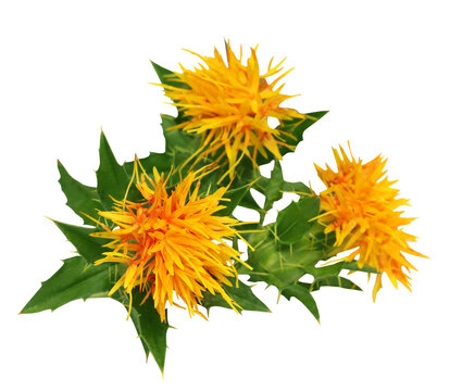 Close up of safflowers