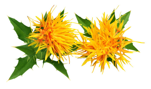 Close up of safflowers
