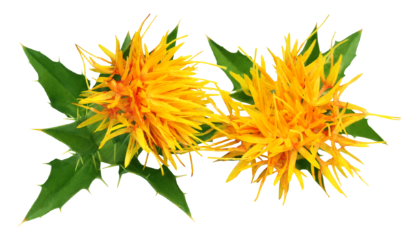 Close up of safflowers