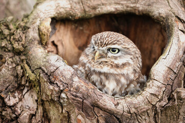 A portrait of a Little Owl in a hollow tree trunk
