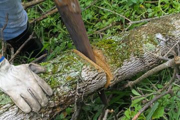 Person with saw, cutting a tree trunk, with moss, lying in the middle of the bush. Blurred saw giving the feeling of movement.