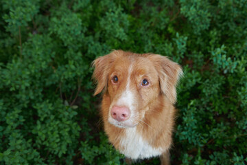 dog on the grass. Nova Scotia Retriever is a cute portrait. Toller in nature. Funny pet 