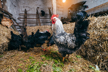 Group of chickens in coop