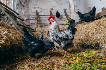 Group of chickens in coop © andrew_shots
