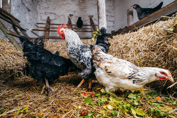 Group of chickens in coop