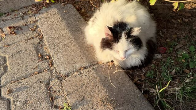 Wei&szlig;e Stra&szlig;en Katze.