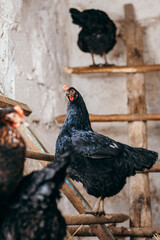 Group of chickens in coop © andrew_shots