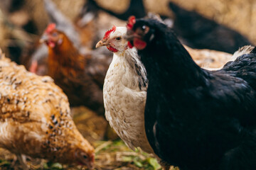 Group of chickens in coop