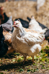 Group of chickens in coop