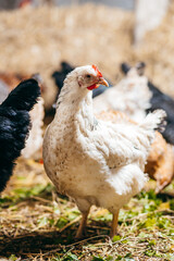 Group of chickens in coop