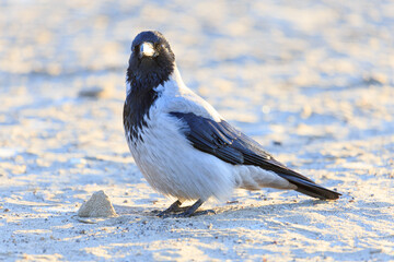 crow on a sandy shore