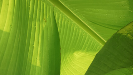 fresh banana leave, leaf background