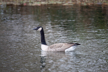 Canadian goose swimming in a local pond