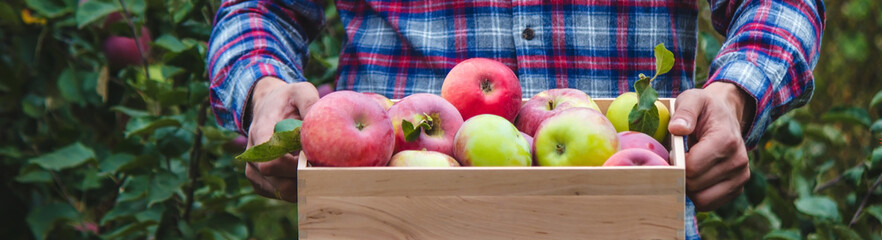 the farmer collects apples in the garden in a wooden box.