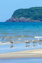 波打ち際に集まるウミネコの群れ 鳥取県 浦富海岸