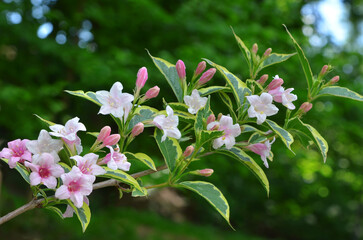  Branch with pink flowers from Abelia grandiflora ‘Edward Goucher’ shrub in the summer garden. Landscaping ,gardening concept. Free copy space.