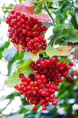 Cluster of ripe red viburnum berries among green leaves close-up. Vertical photo of a useful plant