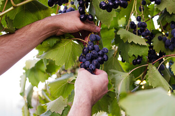 A male worker picks grapes during the harvest at the farm. Winemaking concept