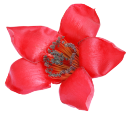 Bombax ceiba or silk cotton flowe
