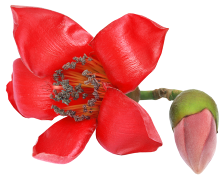Bombax ceiba or silk cotton flowe