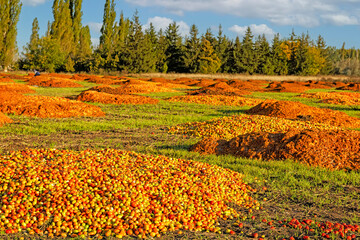 A bunch of tomatoes thrown out in the field. Waste production and farming. A discarded crop.
