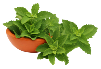 Green stevia leaves with a small bowl