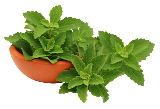 Green stevia leaves with a small bowl