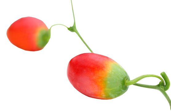 Medicinal telakucha fruit