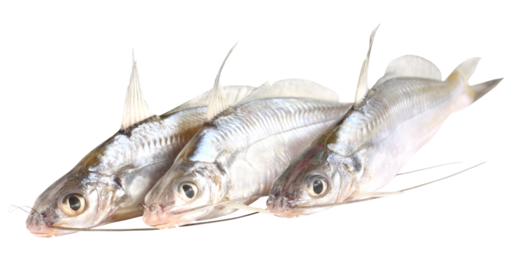 Tengra fish of Bangladesh