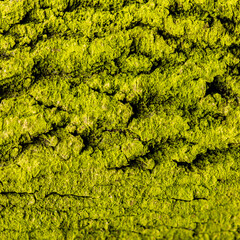 Obraz premium texture of the bark of an old tree, covered with a green bloom of algae
