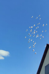 stado białych gołębi latających na niebieskim tle nieba