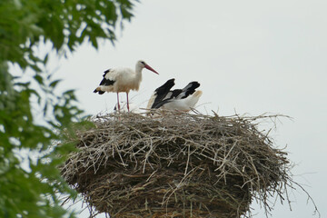para bocianów białych porządkująca swoje gniazdo