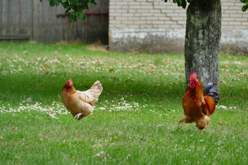 dwie tańczące kury na podwórku wiejskim 