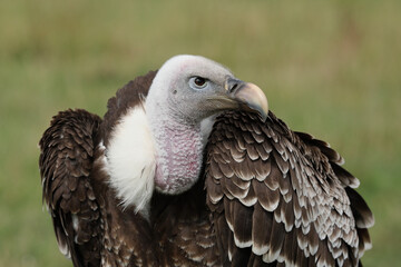 Portrait of a Rüppell's Vulture against a green background
