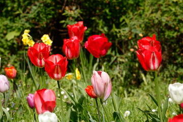 Bunt blühendeTulpen,  (Tulipa), Blumenbeet, Deutschland