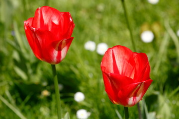 Bunt blühendeTulpen,  (Tulipa), Blumenbeet, Deutschland