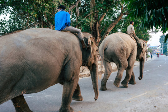 Two Nepalese people ride two big gray elephants in the streets of Sauraha Nepal near Chitwan National Park.