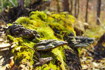 mushrooms on a mossy tree trunk in the undergrowth