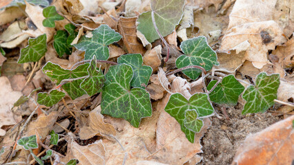 common ivy leaves on the ground, hedera helix, 