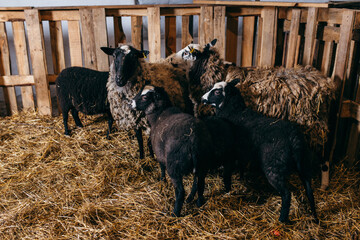 Group of sheep at farm 